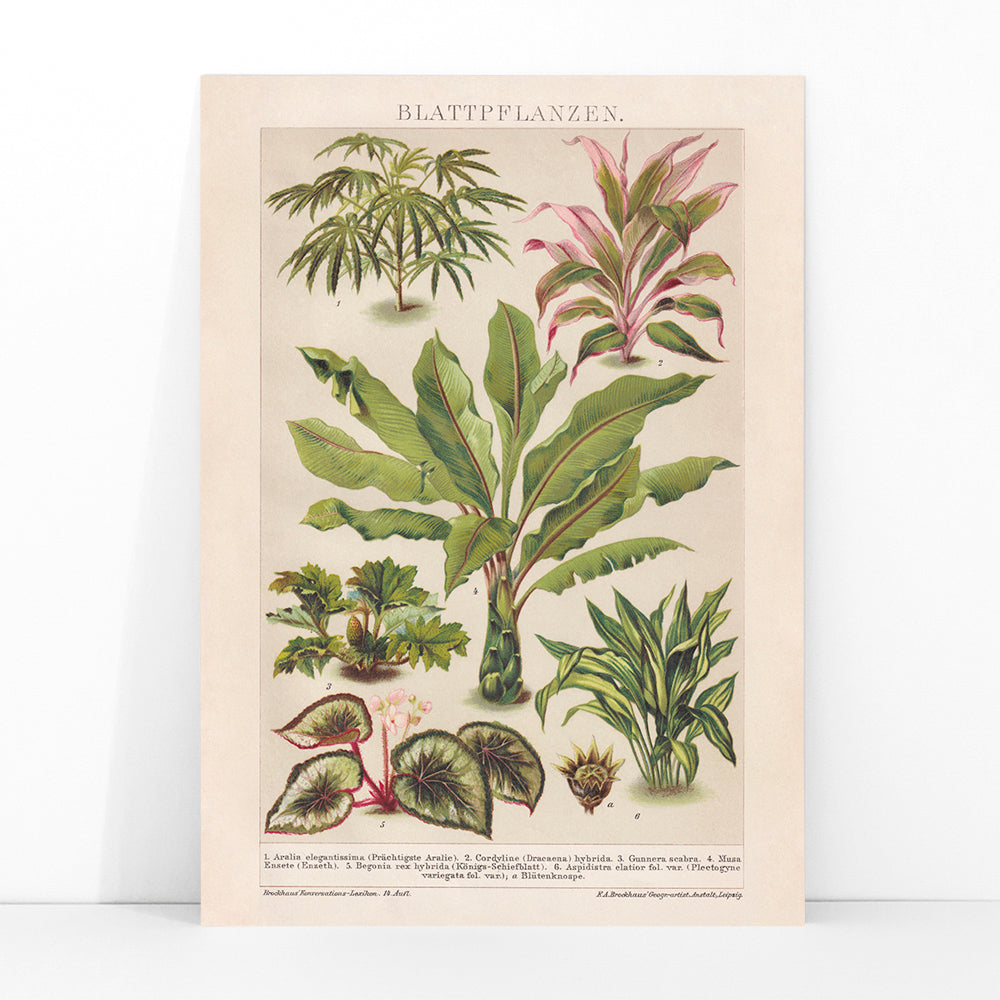 Colorful botanical illustration poster of various tropical foliage plants by Friedrich Arnold Brockhaus, framed and displayed in modern living room decor