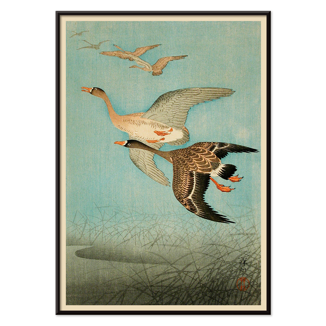 Flying Geese by Ohara Koson Japanese woodblock print poster with two geese flying over water and reeds artwork wall art print, with black aluminium frame on white background