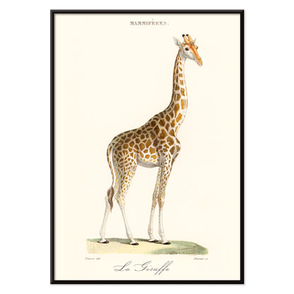 Minimalist poster of a detailed giraffe illustration from La Giraffe artwork by Florent Prevos, with black aluminium frame on white background