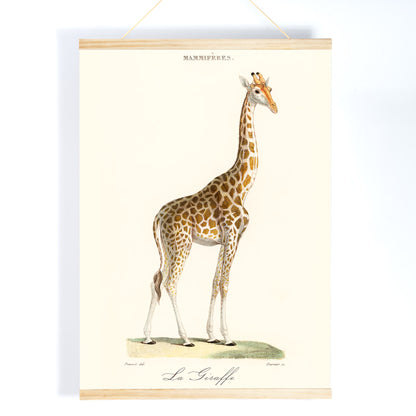 Minimalist poster of a detailed giraffe illustration from La Giraffe artwork by Florent Prevos, with wooden magnetic frame on white background