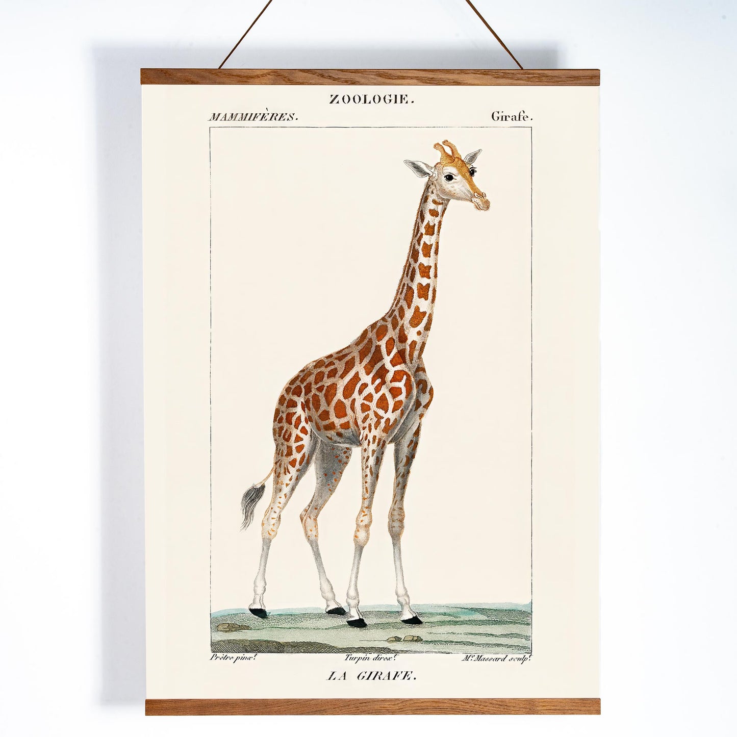 Vintage giraffe illustration by Pierre Jean Francois Turpin from Dictionnaire des Sciences Naturelles showing a giraffe standing on grass artwork La Girafe suitable for natural history decor, with wooden magnetic frame on white background