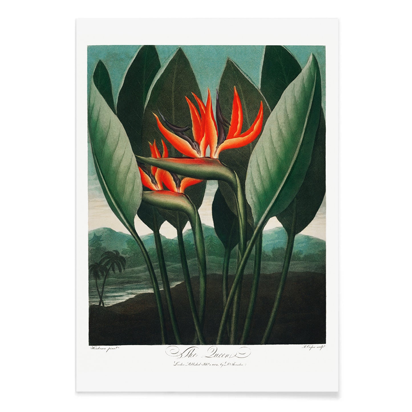 Vibrant botanical illustration of The Queen Plant by Robert John Thornton featuring lush green leaves and orange accents from The Temple of Flora, with black aluminium frame on white background