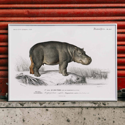 Detailed illustration of a hippopotamus in its natural habitat by Charles Dessalines D Orbigny titled Hippopotamus Hippopotame Amphibie poster, framed and displayed in modern living room decor