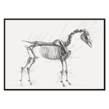 Detailed horse skeleton illustration with anatomical labels by George Stubbs from The anatomy of the horse artwork, with black aluminium frame on white background