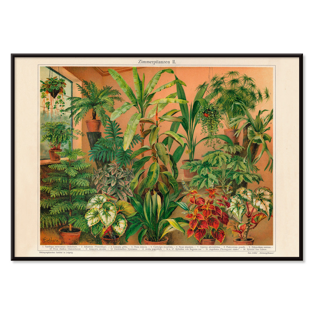 Colorful indoor foliage and potted green plants poster titled House Plants II by Institute of Liepzig featuring various house plants in pots against a warm background, with black aluminium frame on white background