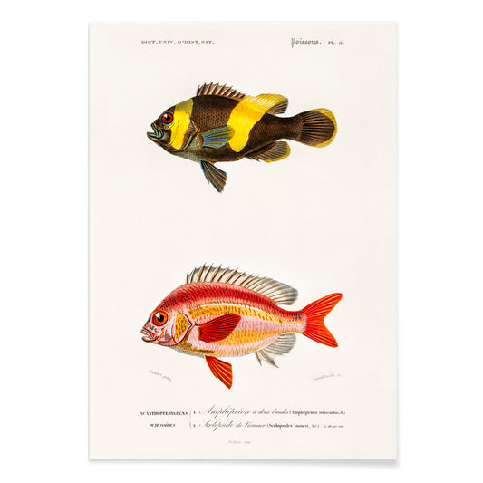 Colorful fish species illustration and poster by Charles Dessalines D Orbigny featuring detailed vibrant artwork of different types of fishes, with black aluminium frame on white background