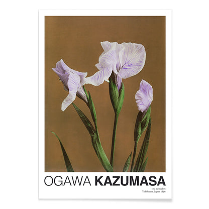 Hand colored illustration and poster of purple Iris Kaempferi flowers by Kazumasa Ogawa from Some Japanese Flowers, with black aluminium frame on white background