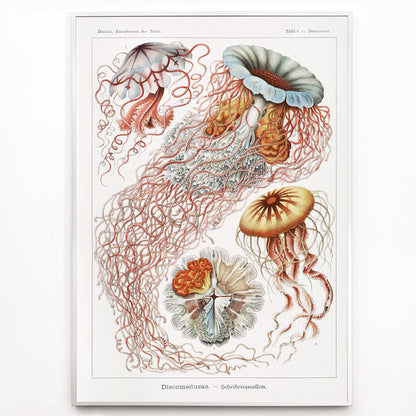 Closeup detail of Colorful poster illustration of Discomedusae jellyfish marine life by Ernst Haeckel with intricate details and flowing tentacles