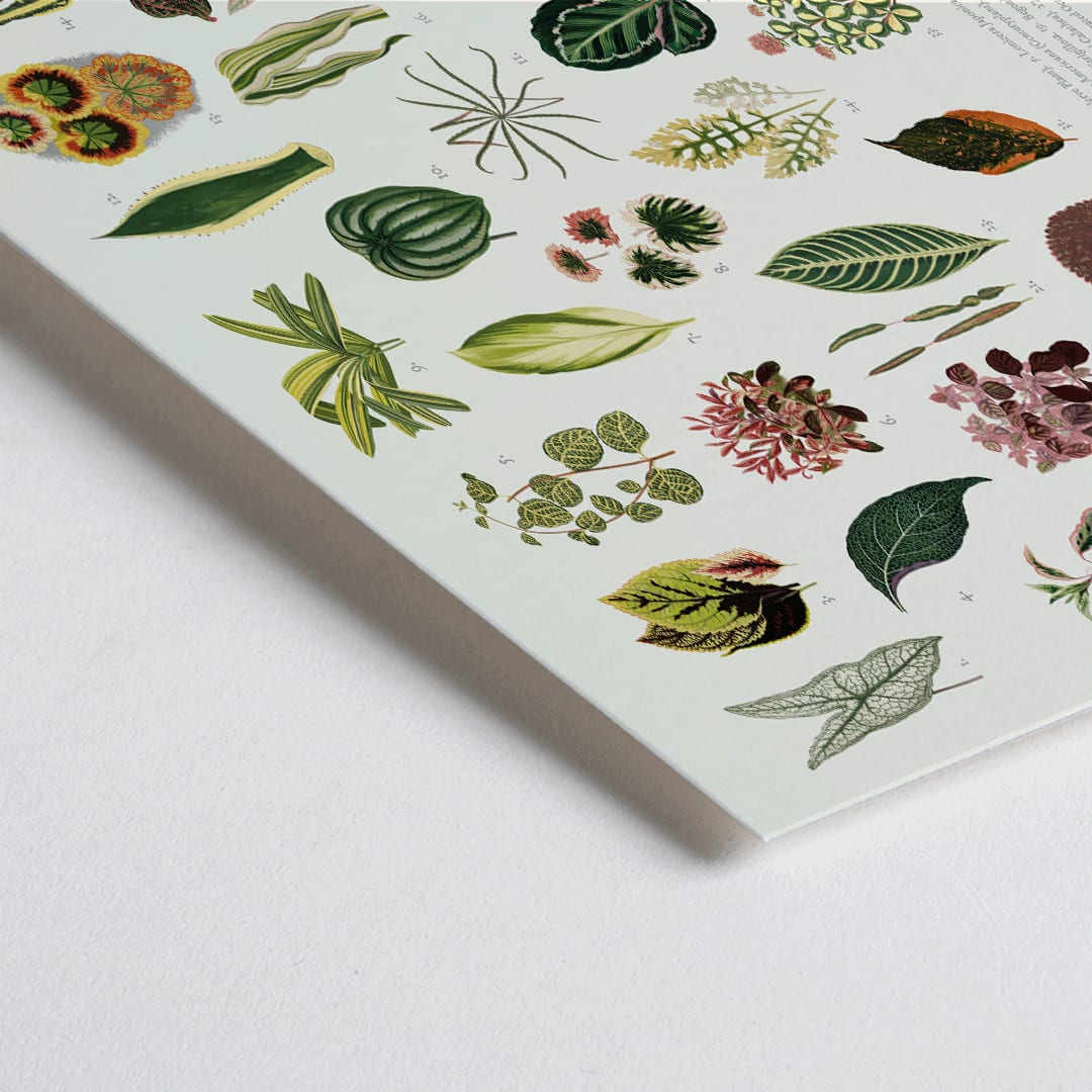 Closeup detail of Botanical illustration poster of various leaves titled Collection of Leaves by artist Shirley Hibberd