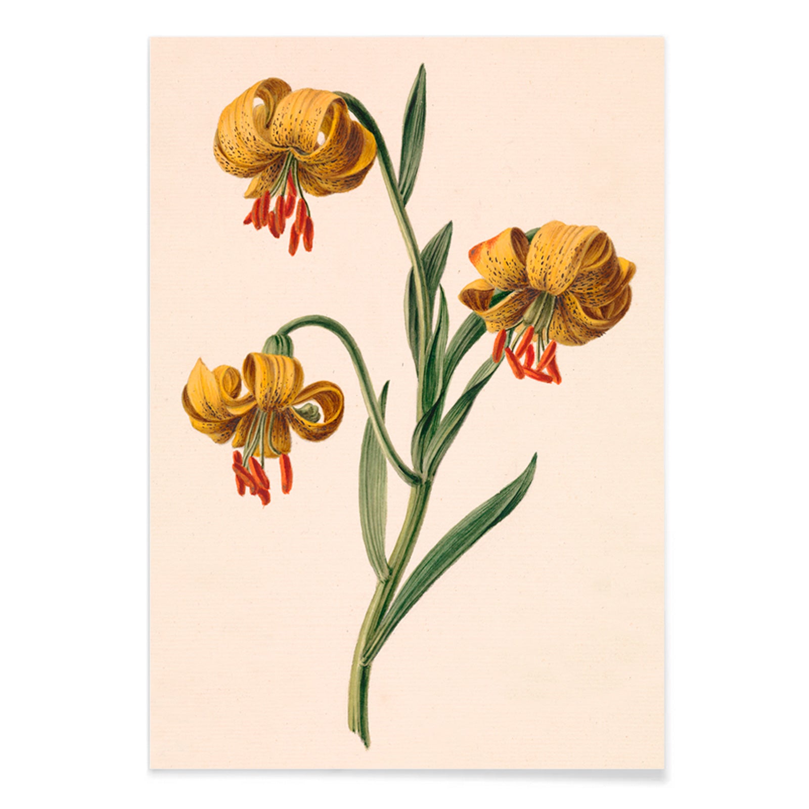 Botanical illustration poster of three yellow lilies by M de Gijselaar, with black aluminium frame on white background