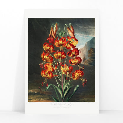 Vibrant illustration and poster of red orange and yellow lilies The Superb Lily by Robert John Thornton botanical artwork in a natural landscape, framed and displayed in modern living room decor