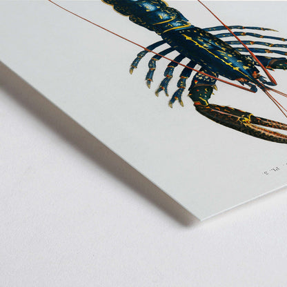 Closeup detail of Crimson Crawfish Palemon Ornatum scientific marine life illustration by Charles Dessalines D Orbigny poster artwork