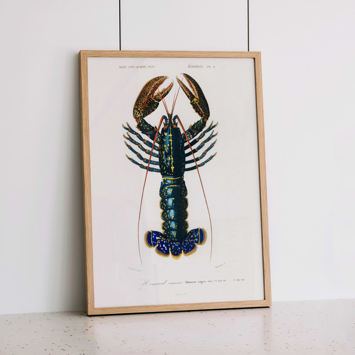 Crimson Crawfish Palemon Ornatum scientific marine life illustration by Charles Dessalines D Orbigny poster artwork, framed and displayed in home decor