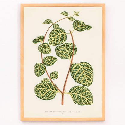 Botanical illustration poster of Lonicera Brachypoda by Shirley Hibberd featuring green and yellow variegated leaves, framed and displayed in modern living room decor
