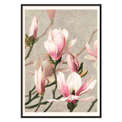Magnolia flower botanical art print and poster in high resolution by L Prang and Co featuring detailed pink and white magnolia flowers, with black aluminium frame on white background