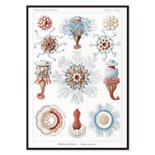 Colorful Siphonophorae jellyfish illustration by Ernst Haeckel scientific poster artwork, with black aluminium frame on white background