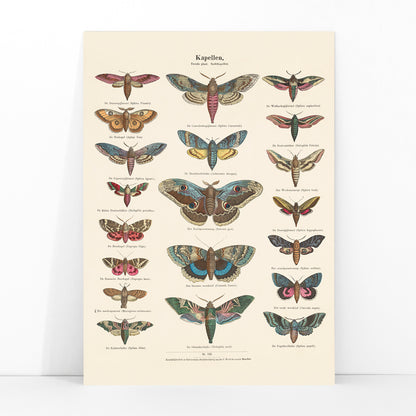 Colorful vintage illustration and detailed poster of night butterfly species by Ernst Frohlich, framed and displayed in modern living room decor