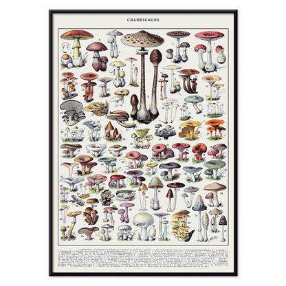 Mushrooms colour plate 2 by Editions Larousse featuring various mushroom illustrations and species, with black aluminium frame on white background