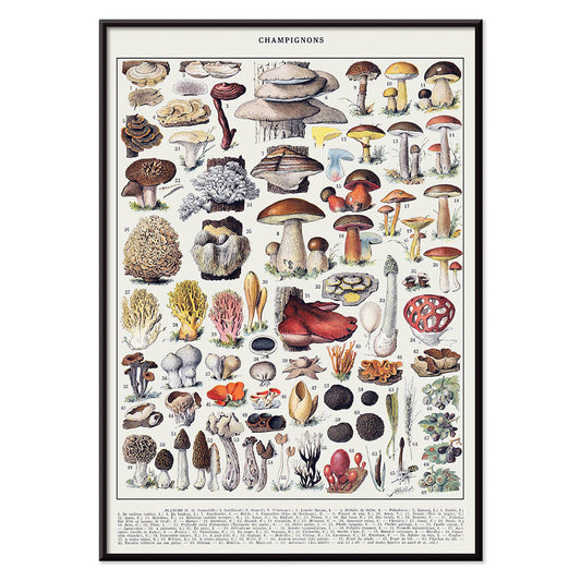 Colorful illustrated poster of various mushroom species by Editions Larousse titled Mushrooms colour plate 1, with black aluminium frame on white background