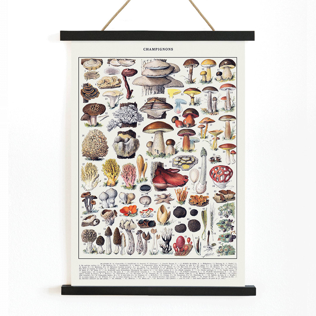 Colorful illustrated poster of various mushroom species by Editions Larousse titled Mushrooms colour plate 1, with wooden magnetic frame on white background