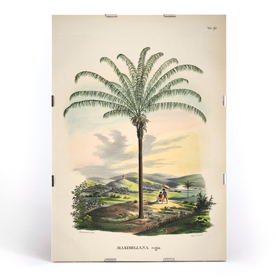 Maximiliana regia palm tree landscape illustration and poster from Historia Naturalis Palmarum by Carl Friedrich Philipp von Martius, framed and displayed in modern living room decor