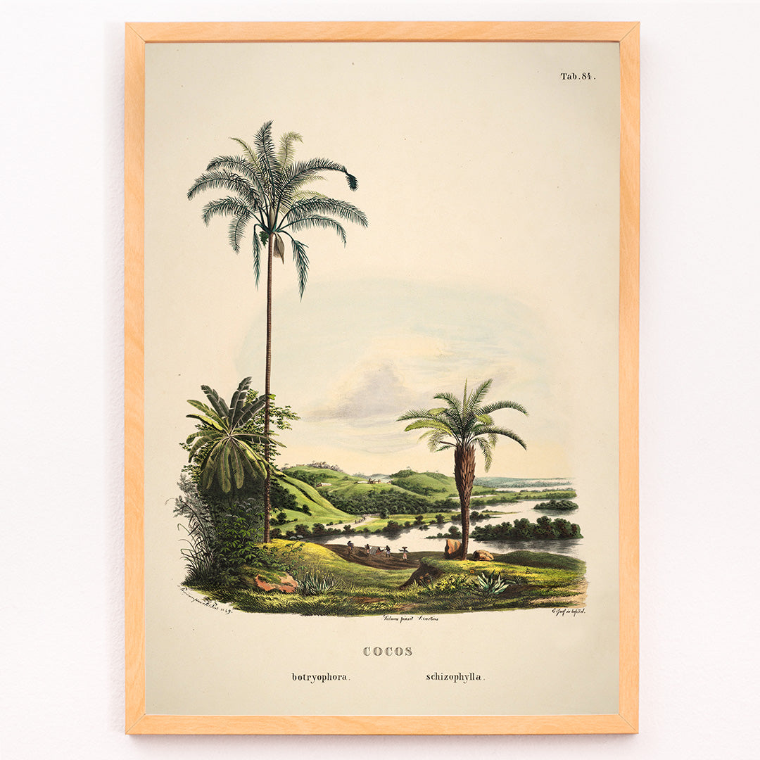 Closeup detail of Botanical illustration and poster of palm trees in tropical landscape Cocos Schizophylla by Carl Friedrich Philipp von Martius botanical art