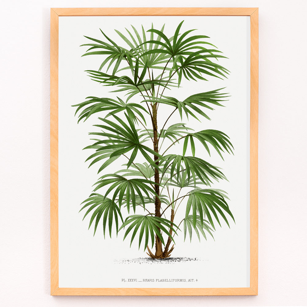 Closeup detail of Botanical illustration poster of a palm tree from Les Palmiers Histoire Iconographique by Oswald de Kerchove de Denterghem