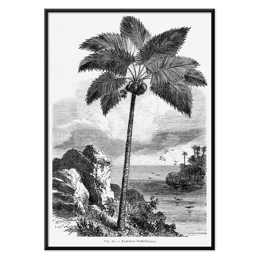 Palm tree illustration and poster by Oswald de Kerchove de Denterghem from Les Palmiers Histoire Iconographique, with black aluminium frame on white background