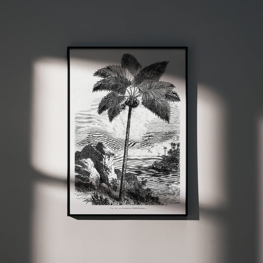 Palm tree illustration and poster by Oswald de Kerchove de Denterghem from Les Palmiers Histoire Iconographique, framed and displayed in home decor