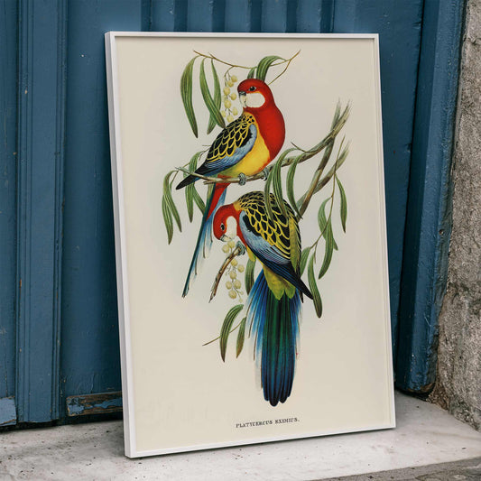 Colorful Rose-hill Parakeet birds perched on branches artwork by Elizabeth Gould poster, framed and displayed in home decor