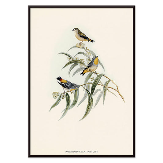 Yellow-rumped Pardalote Pardalotus Xanthopygius artwork featuring three colorful birds perched on eucalyptus branches poster illustration, with black aluminium frame on white background
