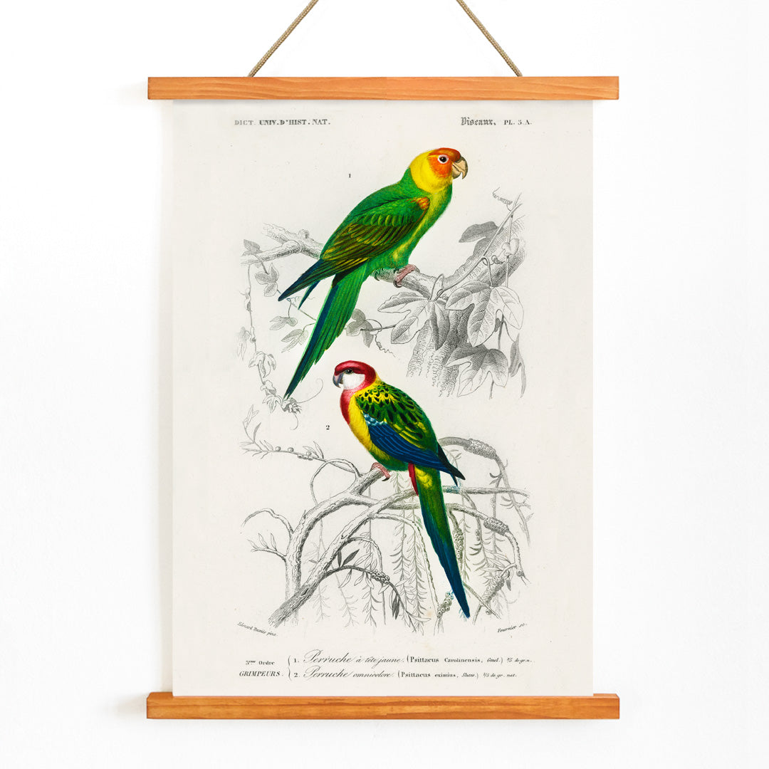 Colorful illustrated parakeets perched on branches by Charles Dessalines D Orbigny from Different types of birds Perruche poster illustration, with wooden magnetic frame on white background