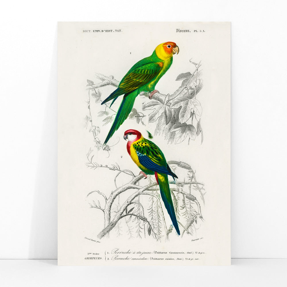 Colorful illustrated parakeets perched on branches by Charles Dessalines D Orbigny from Different types of birds Perruche poster illustration, framed and displayed in modern living room decor