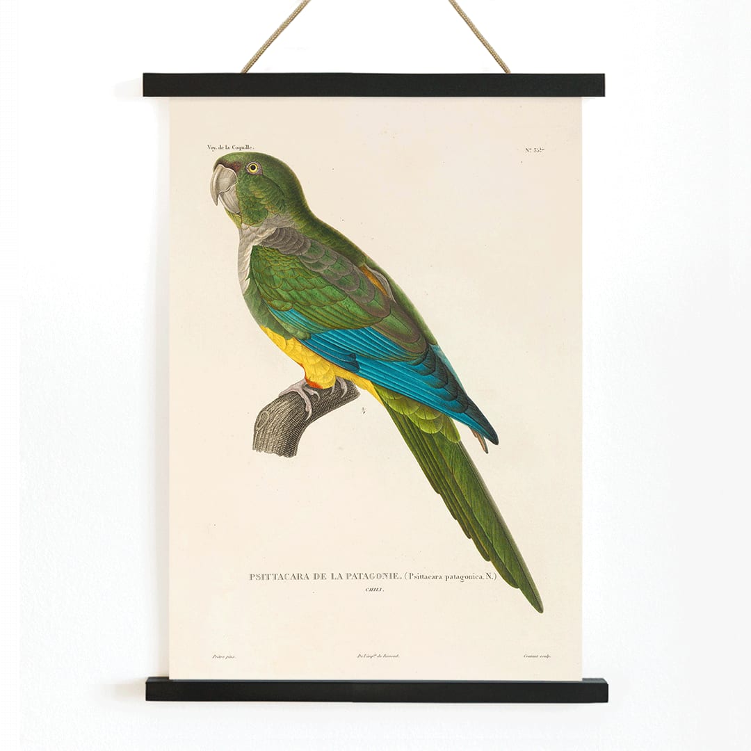 Colorful parrot illustration by Louis-Isidore Duperrey from Voyage autour du monde Pl141 bird poster, with wooden magnetic frame on white background