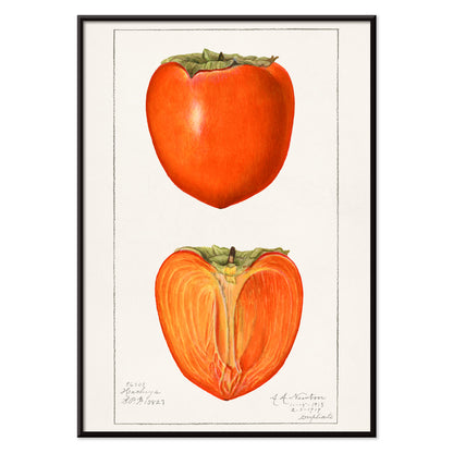 Vintage persimmons illustration by Amanda Almira Newton featuring botanical artwork of whole and halved persimmons and a detailed persimmon fruit poster, with black aluminium frame on white background