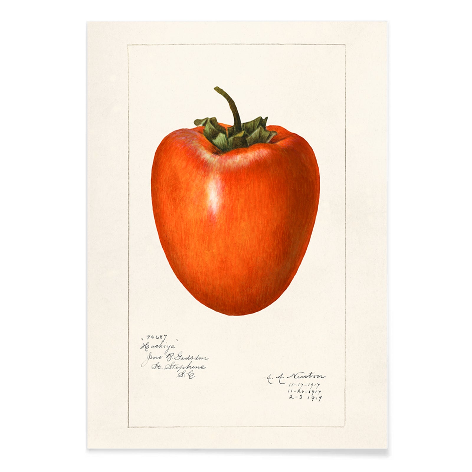 Vintage persimmon illustration by Amanda Almira Newton detailed botanical drawing and poster with botanical art style on white background, with black aluminium frame on white background