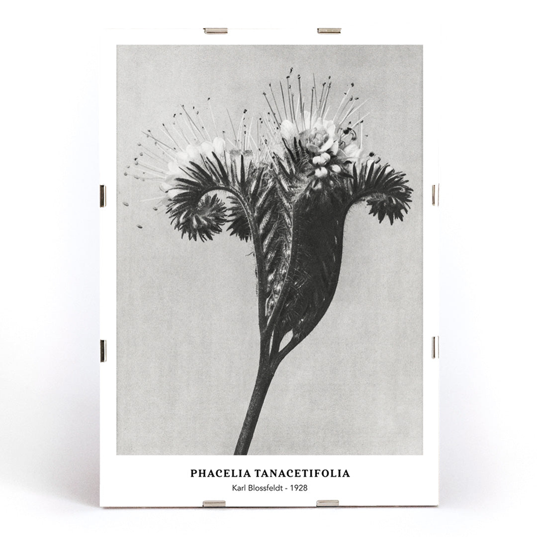 , framed and displayed in modern living room decor