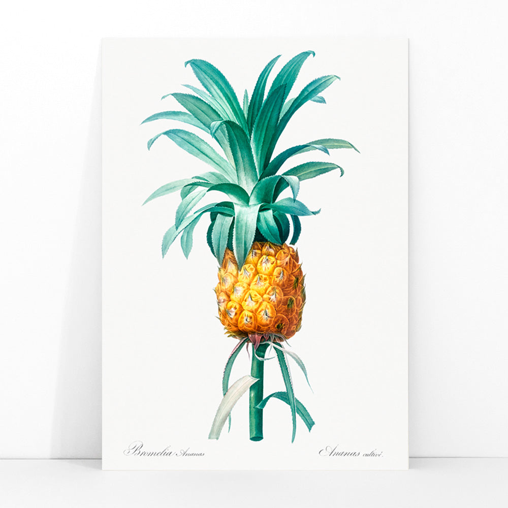 Vintage pineapple botanical artwork and poster featuring a botanical pineapple illustration by Pierre-Joseph Redoute from Les liliacees ideal for wall art decor, framed and displayed in modern living room decor