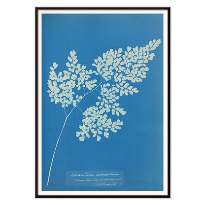 Anna Atkins cyanotype artwork of Adiantum cuneatum fern botanical blueprint poster on blue background, with black aluminium frame on white background