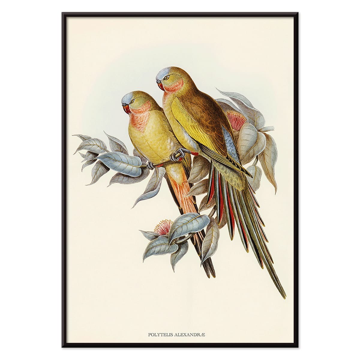 The Princess of Wales Parakeet Polytelis Alexandrae colorful birds on branches and leaves poster artwork, with black aluminium frame on white background