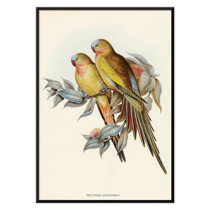 The Princess of Wales Parakeet Polytelis Alexandrae colorful birds on branches and leaves poster artwork, with black aluminium frame on white background
