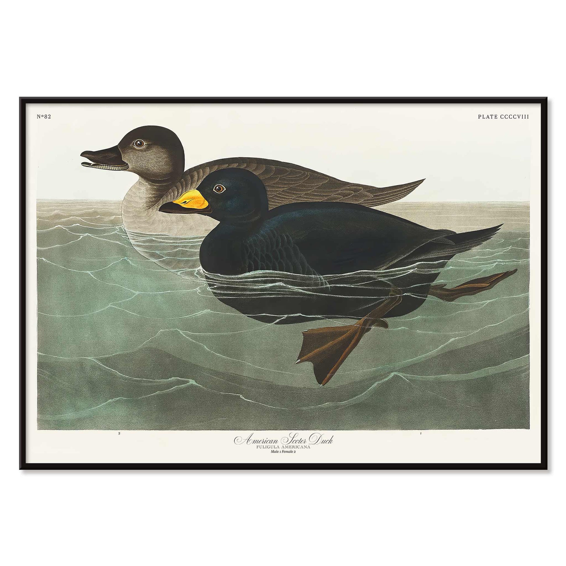 American Scoter ducks swimming in water artwork by John James Audubon Birds of America poster, with black aluminium frame on white background