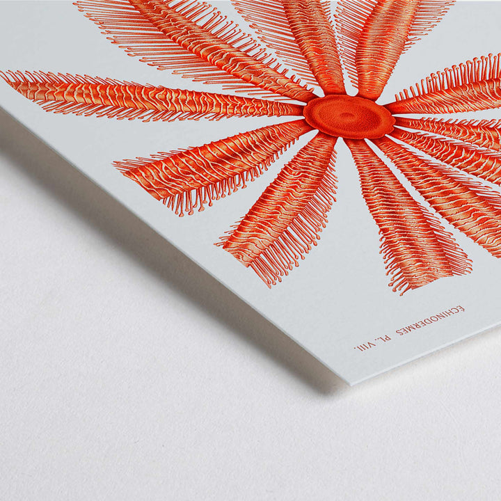 Closeup detail of Brisingidae starfish illustration by Albert I Prince of Monaco from Resultats des Campagnes Scientifiques poster and framed artwork
