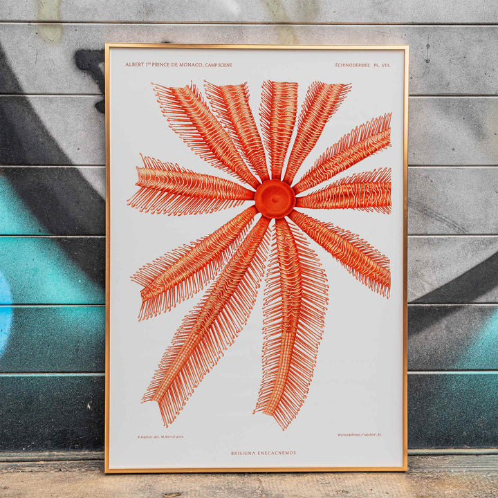 Brisingidae starfish illustration by Albert I Prince of Monaco from Resultats des Campagnes Scientifiques poster and framed artwork, framed and displayed in modern living room decor