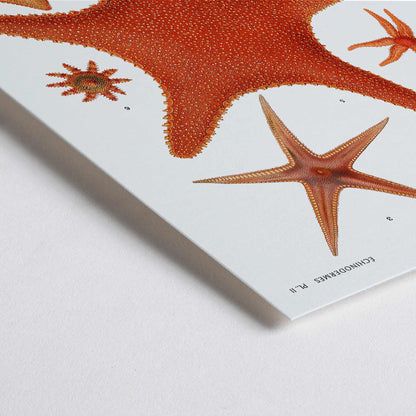 Closeup detail of Starfish varieties illustration poster by Albert I Prince of Monaco from Resultats des Campagnes Scientifiques featuring detailed scientific drawings