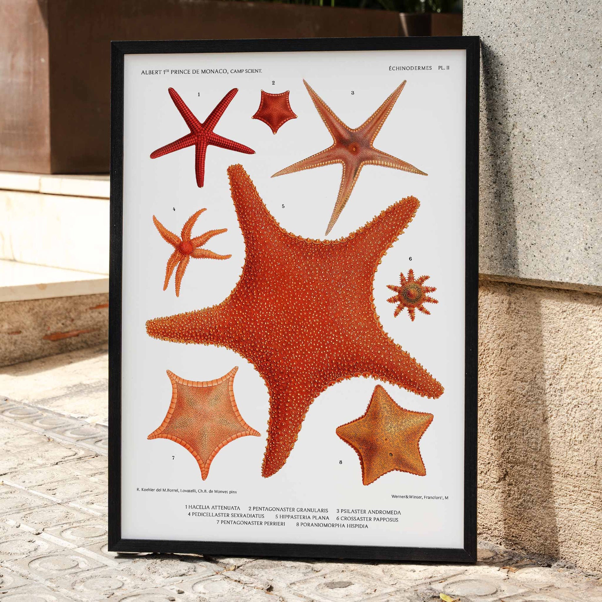 Starfish varieties illustration poster by Albert I Prince of Monaco from Resultats des Campagnes Scientifiques featuring detailed scientific drawings, framed and displayed in home decor