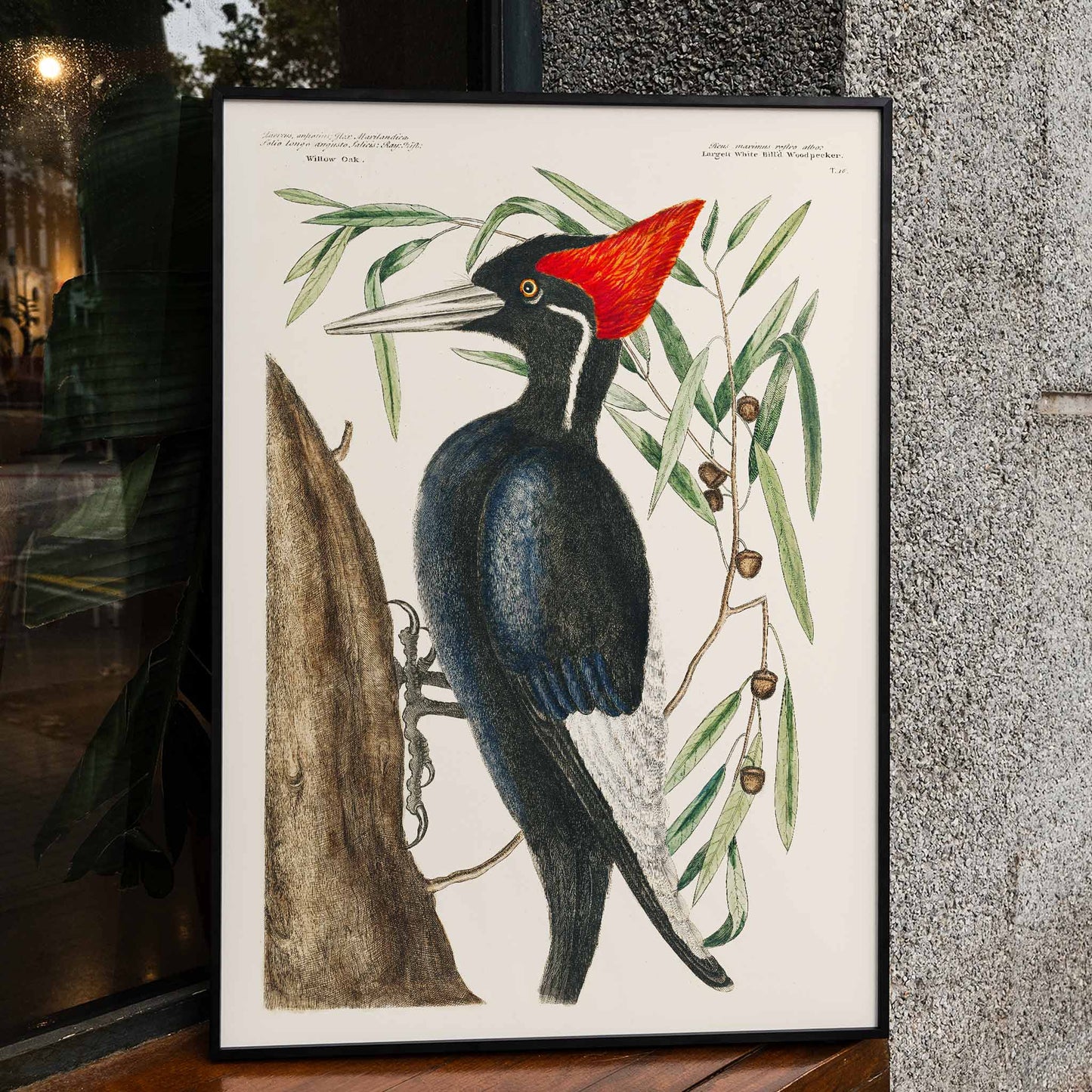 Ivory-billed Woodpecker by Mark Catesby from The Natural History of Carolina Florida and the Bahama Islands artwork and poster showing bird in tree, framed and displayed in modern living room decor