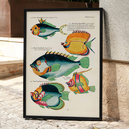 Colorful surreal fish illustrations from Histoire naturelle des plus rares curiositez by Louis Renard featuring exotic marine life of Moluccas and East Indies poster, framed and displayed in modern living room decor