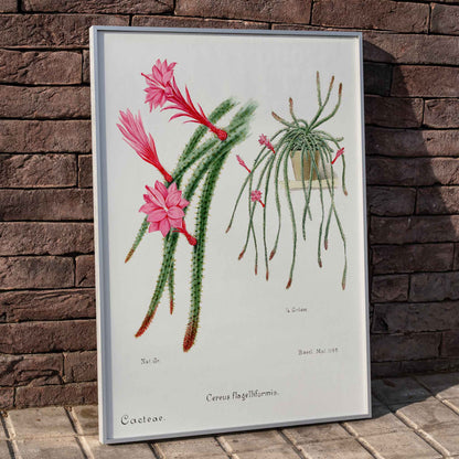 Rattail Cactus artwork and poster by Famille Der Cacteen featuring detailed illustrations of blooming red and pink flowers on cactus stems in a pot, framed and displayed in home decor