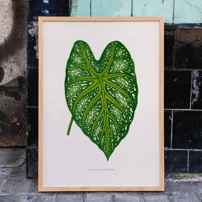 Green Caladium Mirabile botanical illustration poster by Benjamin Fawsett from Les Plantes a Feuillage Colore, framed and displayed in home decor